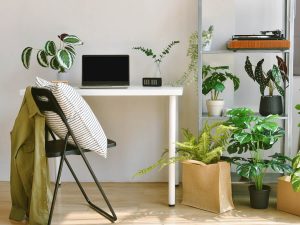 観葉植物が飾られている部屋